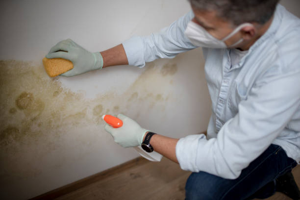 Best DIY Mold Remediation Support Services in Lower Grand Lagoon, FL