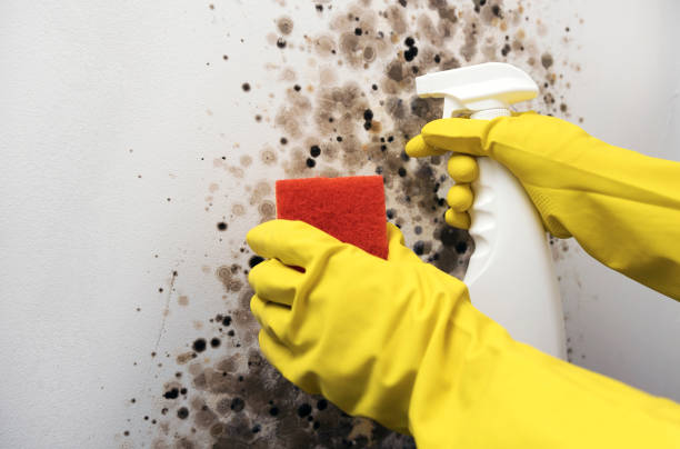 Best Insurance-Related Mold Remediation in Lower Grand Lagoon, FL